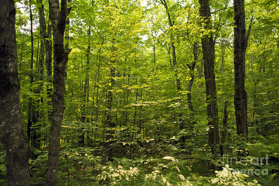 Wisconsin -- Forest Photograph by Carol Barrington