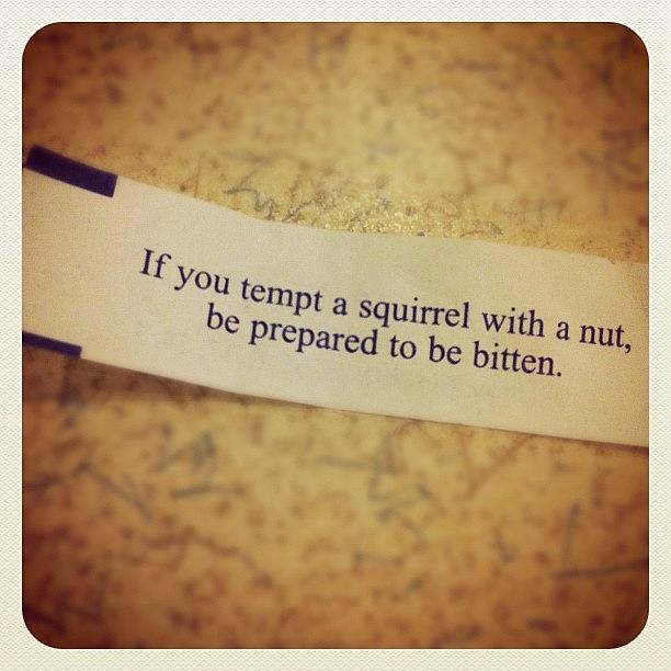 Squirrel Photograph - Wisdom.  #chinesefood #fortunecookie by Craig Kempf