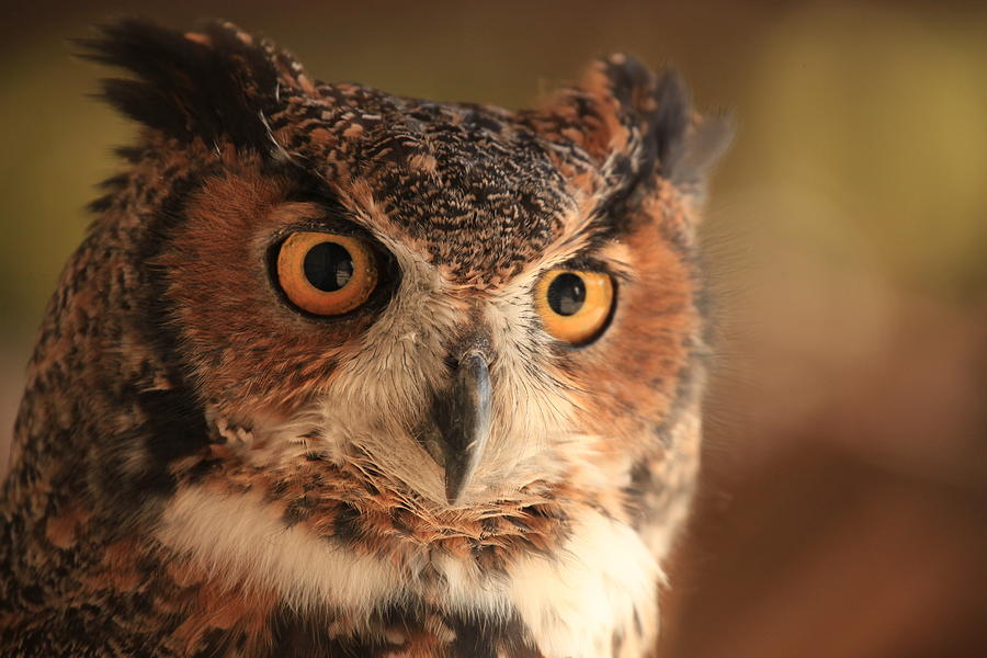 Wise Old Owl Photograph by Doug McPherson