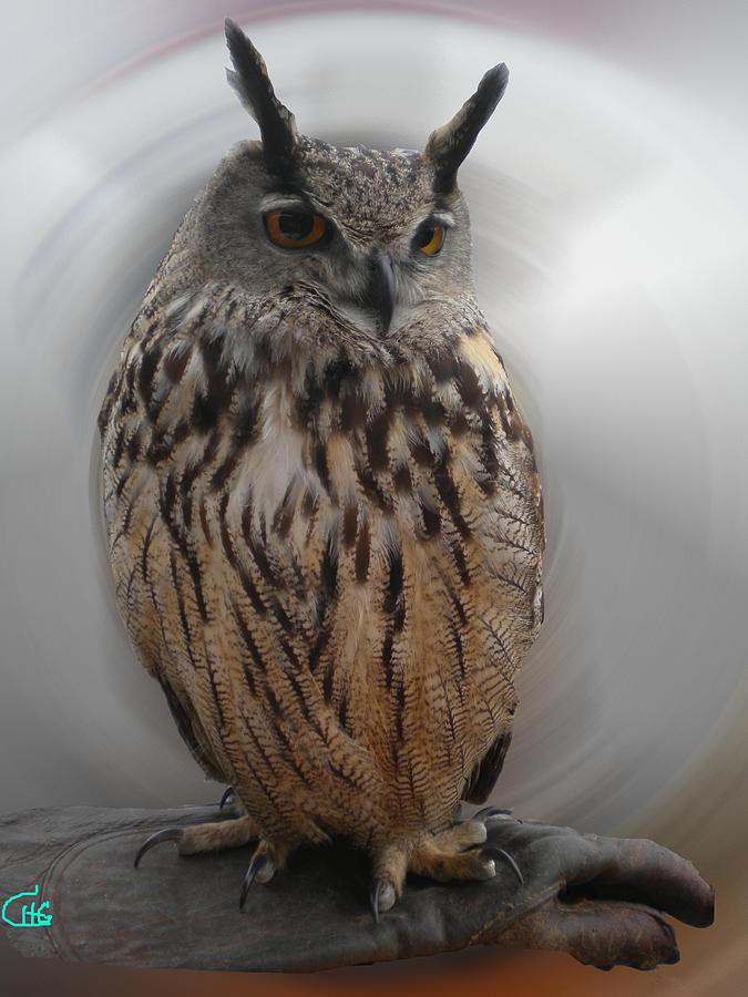Owl Photograph - Wise Owl 3 Living in Spain by Colette V Hera Guggenheim