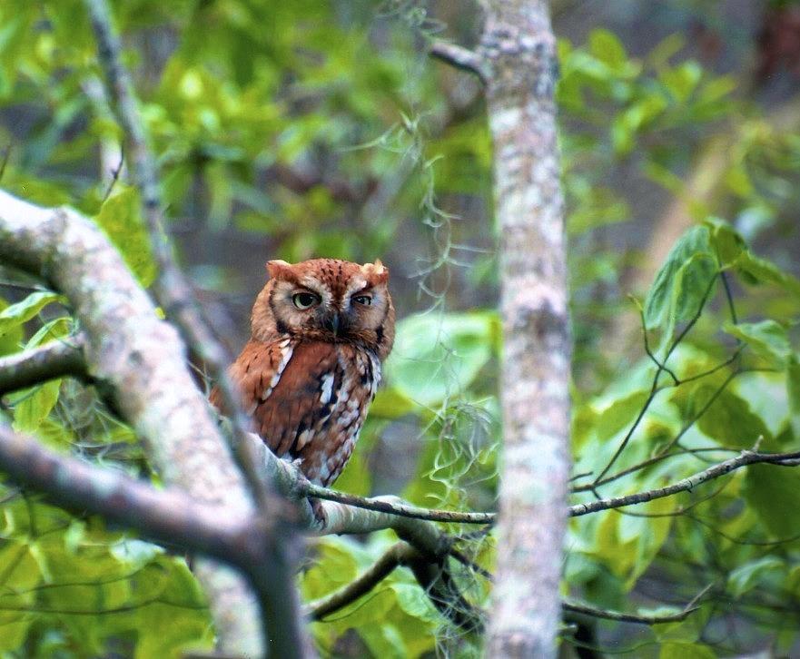 Wise Young Owl Photograph by Ralph Jones