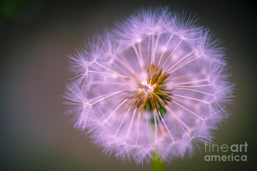 Wishes Dandelion Pink Photograph by Donald Davis