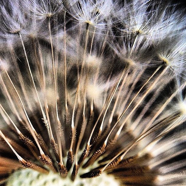 Wishes For The #macro_power_hour Photograph by Rebekah Moody