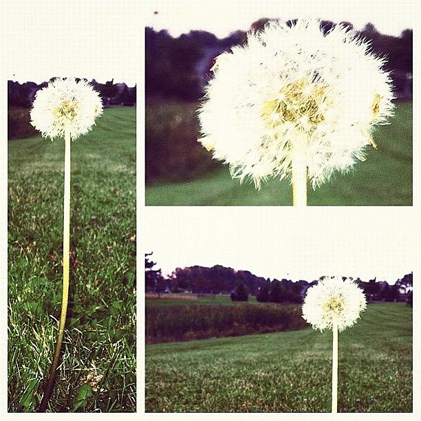 Weeds Photograph - #wishes #weeds #dandelion by Jenna Luehrsen