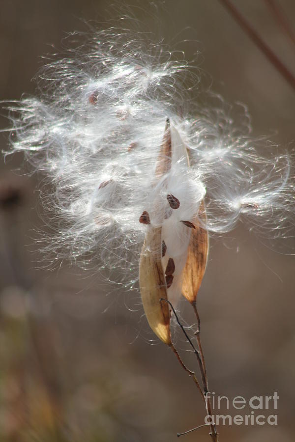 Fall Photograph - Wispy in the Wind by Kimberly Matthews