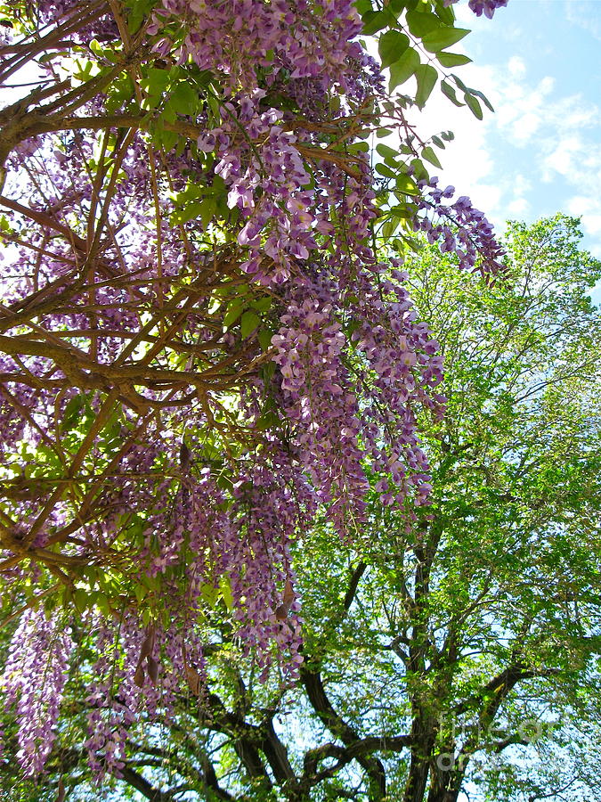 Wisteria and Blue Sky  Photograph by Nancy Patterson