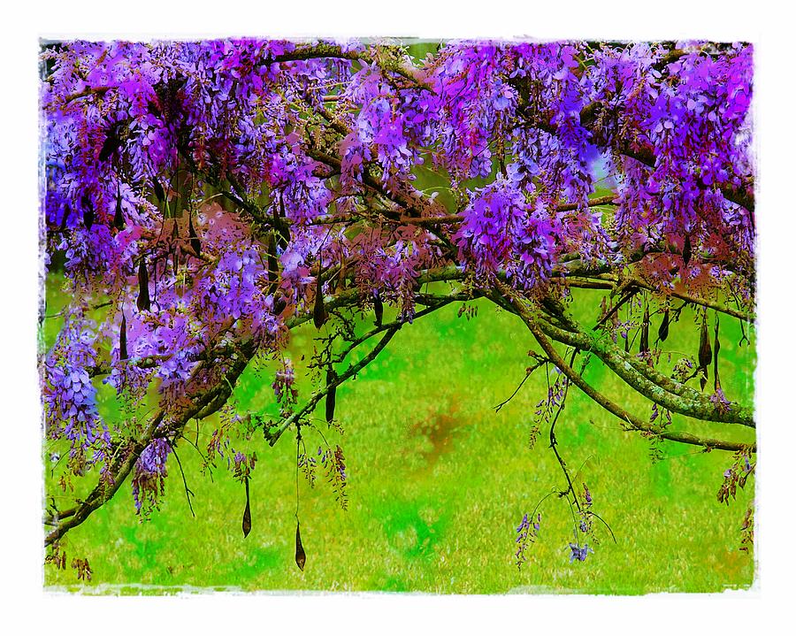 Wisteria Bower Photograph by Judi Bagwell