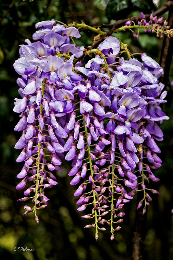 Wisteria Photograph by Christopher Holmes