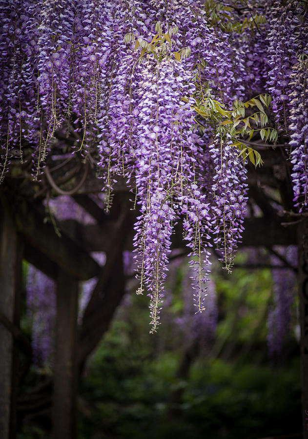 Flower Photograph - Wisteria Droplets by Mike Reid