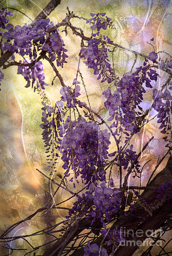 Wisteria Lane Photograph by Janeen Wassink Searles