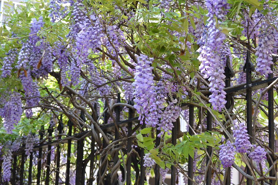 Wisteria Of Charleston Photograph By Kathy Lyon Smith Fine Art America