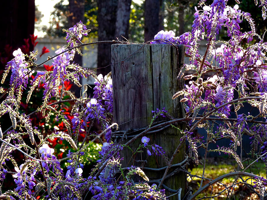 Wisteria on the Fence Post Photograph by Terry Eve Tanner