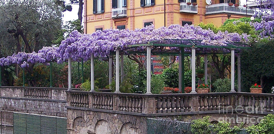 Wisteria Vine in Italy Photograph by Jack Schultz