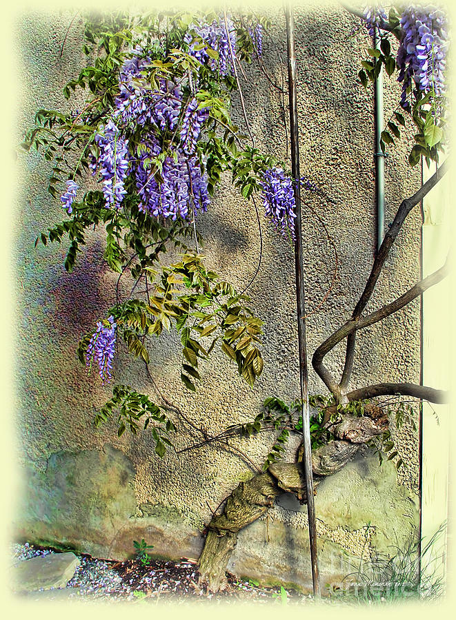 Garden Photograph - Wisteria Wall by Joan  Minchak