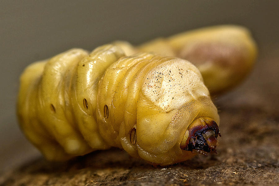 Witchetty Grub by Kevin Chippindall