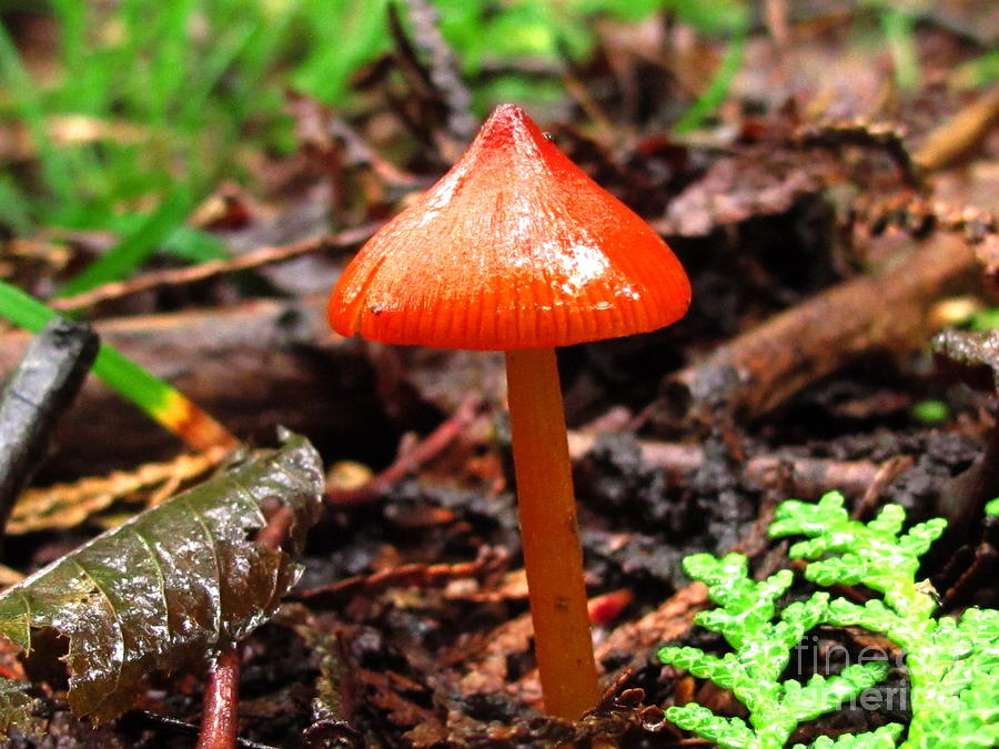 Mushroom Photograph - Witchs Hat by Timothy Myles