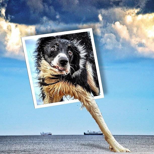 Dog Photograph - With A Straighter Horizon For @lenny101 by Keith  Greener
