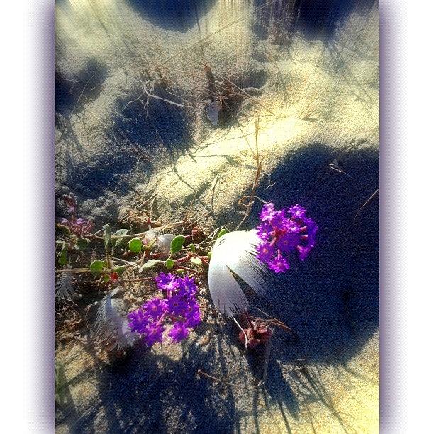 Feather Still Life Photograph - ...with A #whisper We Will Tame The by Debi Tenney