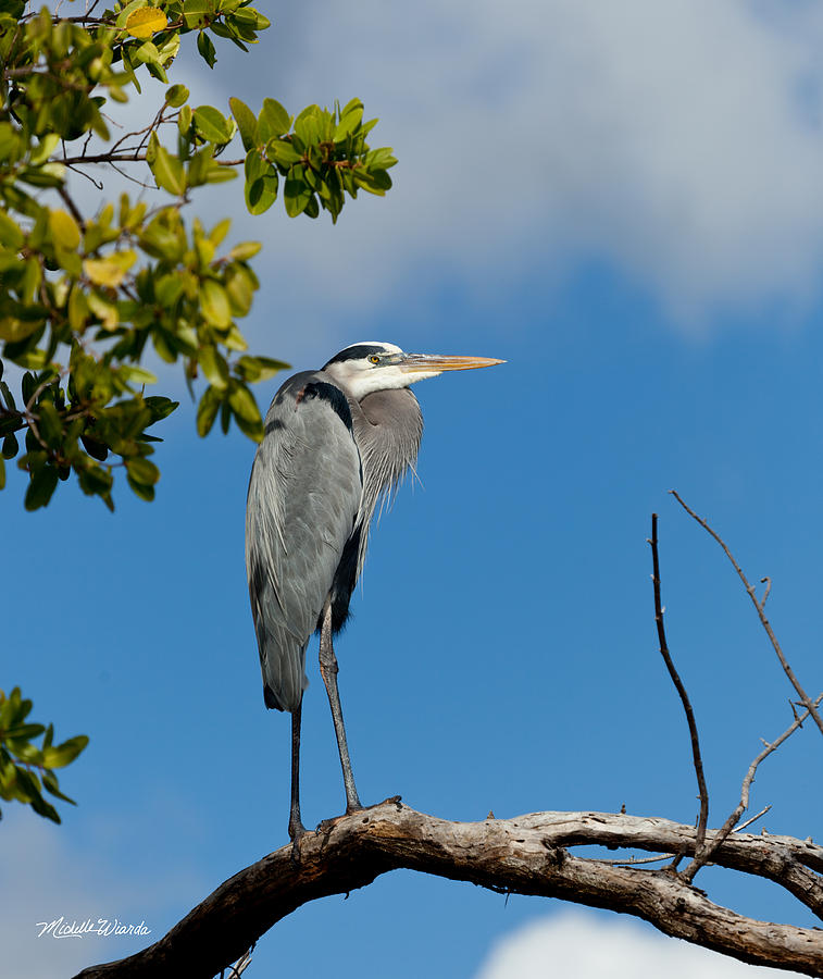 Heron Photograph - With Legs Like That by Michelle Constantine