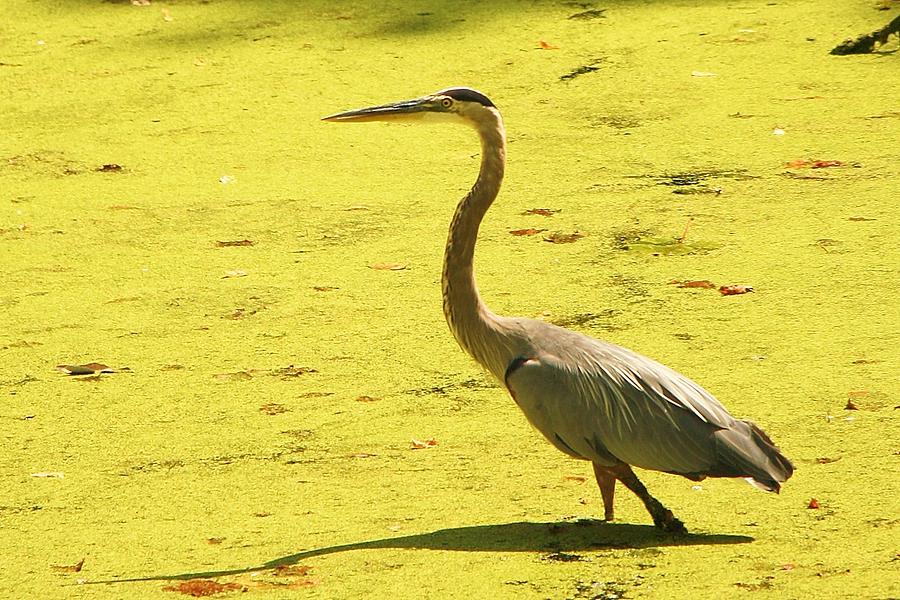Heron Photograph - With Nature by Mitch Cat