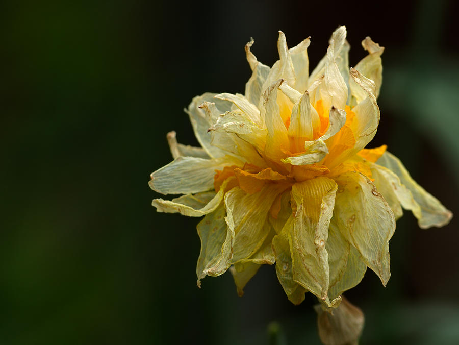 Withered Daffodil Photograph by Grant Groberg