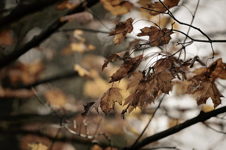Withered Leaves Photograph by Sandra Sigfusson