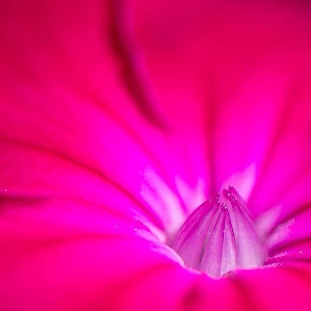Nature Photograph - Within Sweet William by Gary Stasiuk