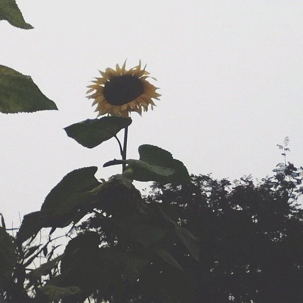 Sunflower Photograph - Without The Sun // [10.10.12] // by Mark Rabe