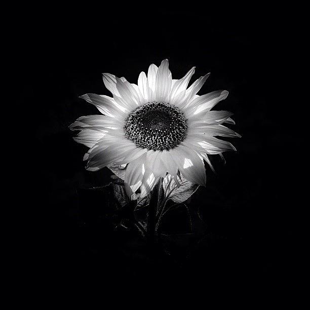 Sunflower Photograph - Without The Sun by Phil Martin