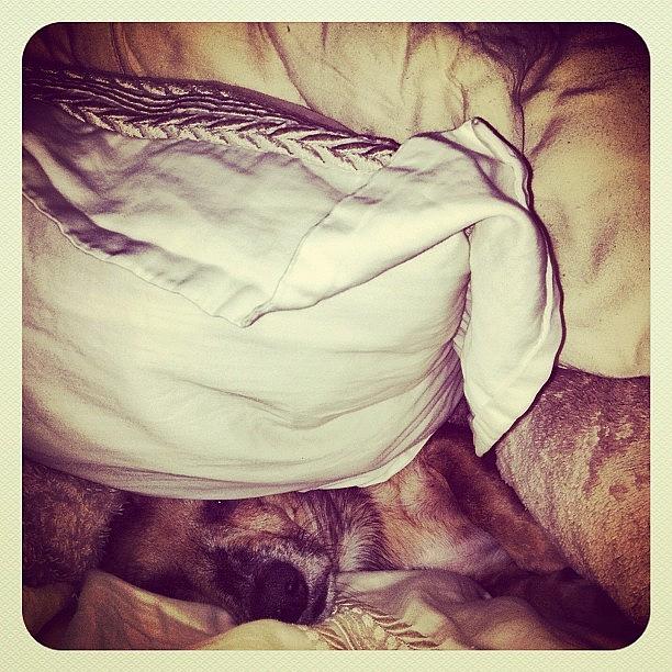 Lululemon Photograph - Woke Up To Find Gizmo Sleeping by Eric Prudhomme