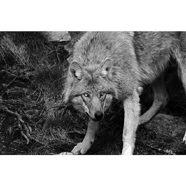 Nature Photograph - Wolf || Taken On Järvzoo In Järvsö by Robin Hedberg