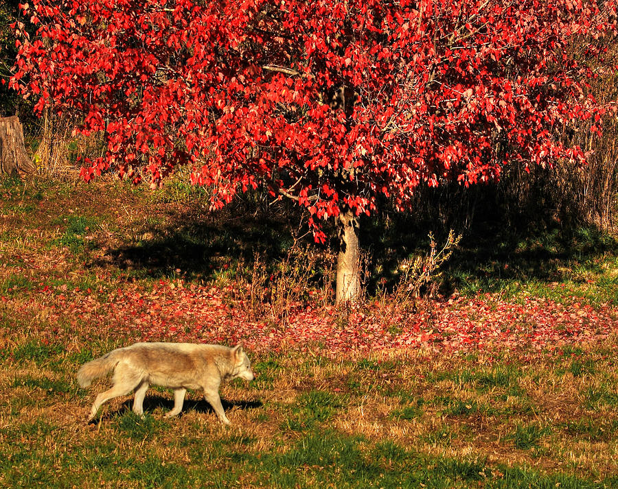Wolf and the Red Tree Photograph by Coby Cooper