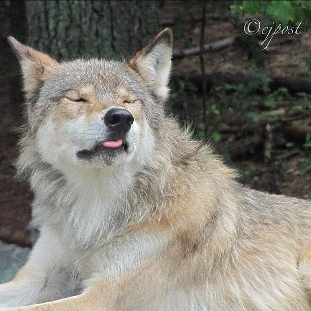Nature Photograph - #wolf At The #internationalwolfcenter by Cynthia Post