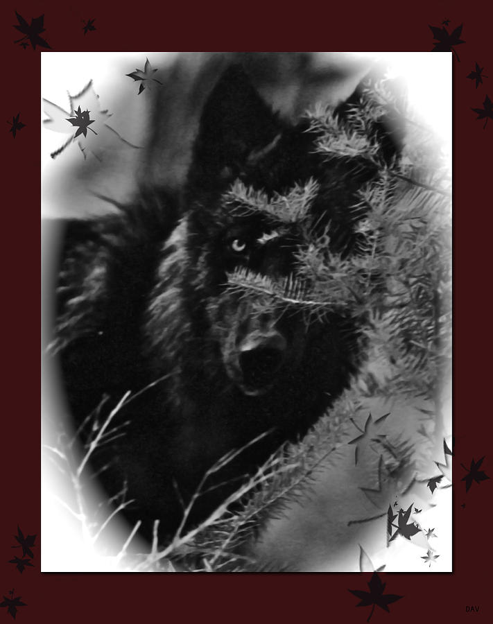Wolf Black And White Designer Photograph by Debra     Vatalaro