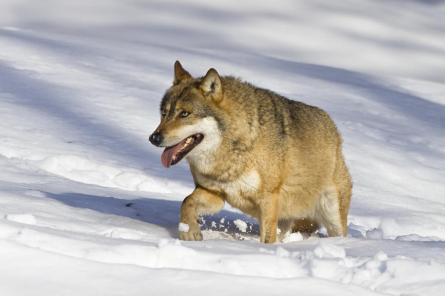 Wolf Canis Lupus Walking In Snow Photograph by Konrad Wothe