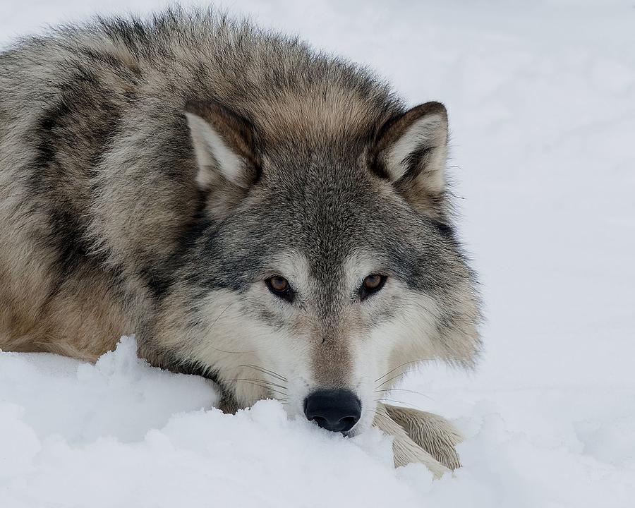 Wolves Photograph - Wolf closeup by Jacki Pienta