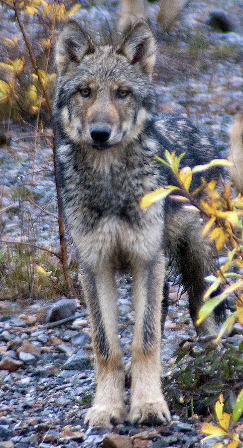 Alaska Photograph - Wolf Cub in Denali by Jim and Kim Shivers Alaska Photograph - Wolf Cub in Denali by Jim and Kim Shivers