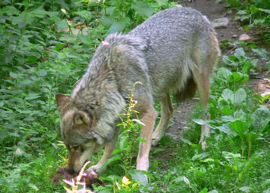 Wolves Photograph - Wolf Eating by Amanda Lenard
