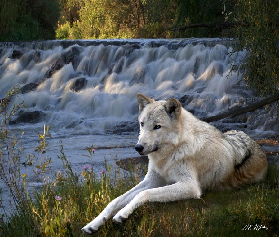 Wolves Digital Art - Wolf Falls by Bill Stephens