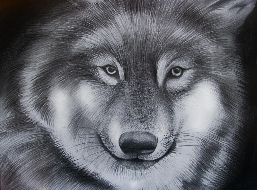 Wolf Drawing By Hayley Knowles Fine Art America
