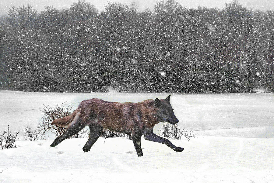 Wolf In Snow Photograph by Dan Friend