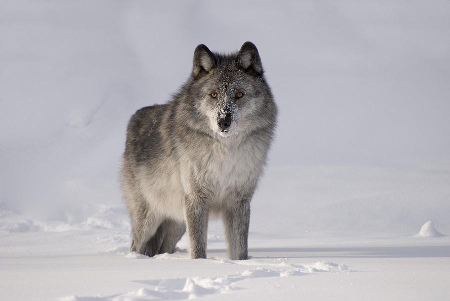 Animal Photograph - Wolf In The Snow by Philippe Widling