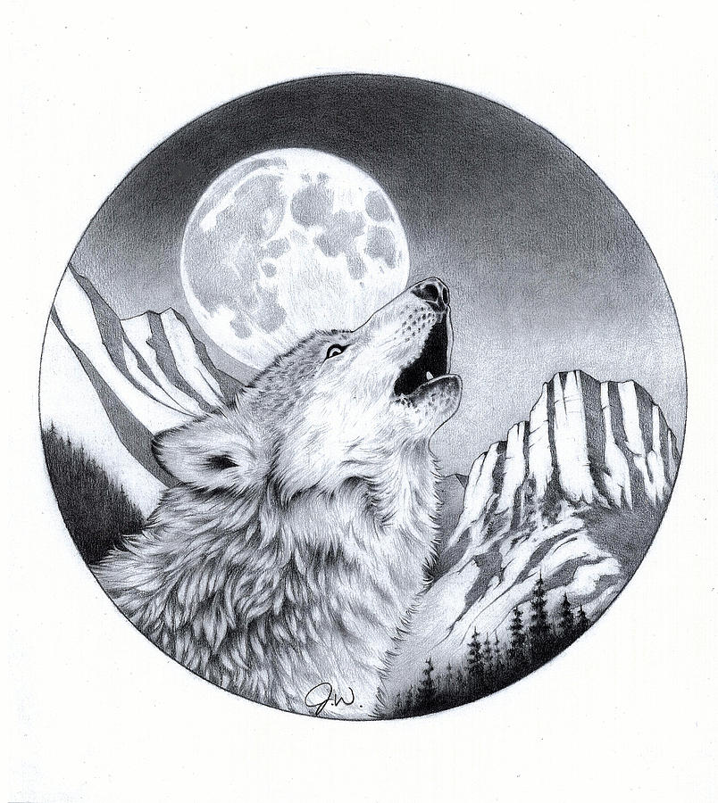 Wolf Drawing By Jamie Warkentin