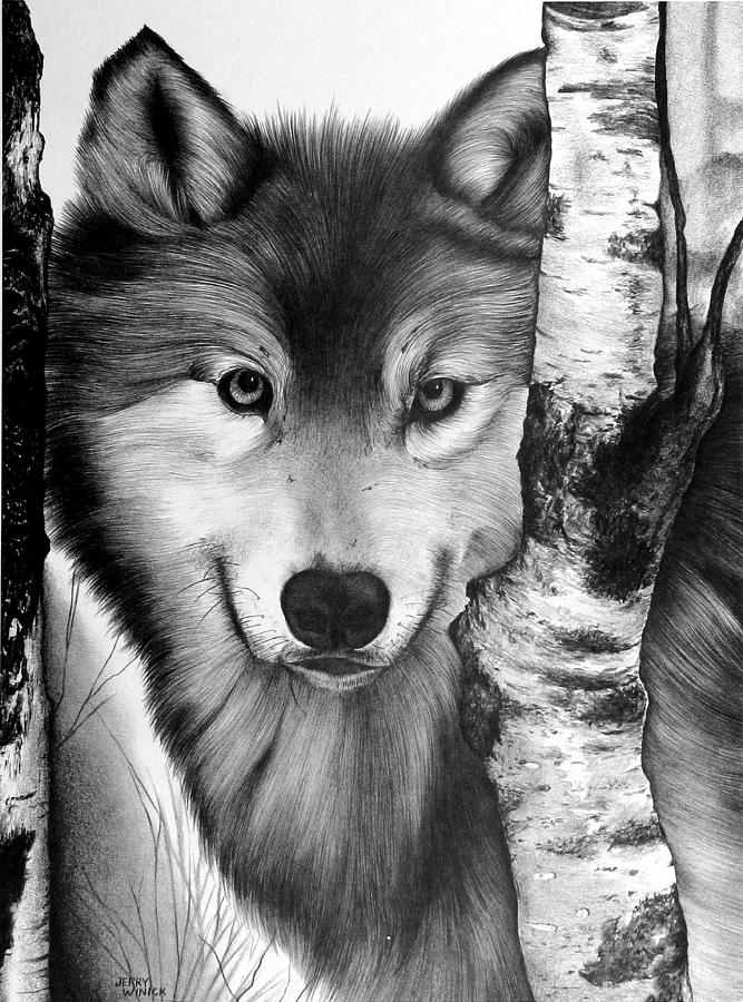 Wolf Drawing by Jerry Winick