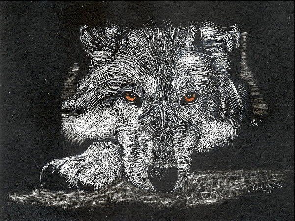 Wolf Drawing by John Brisson