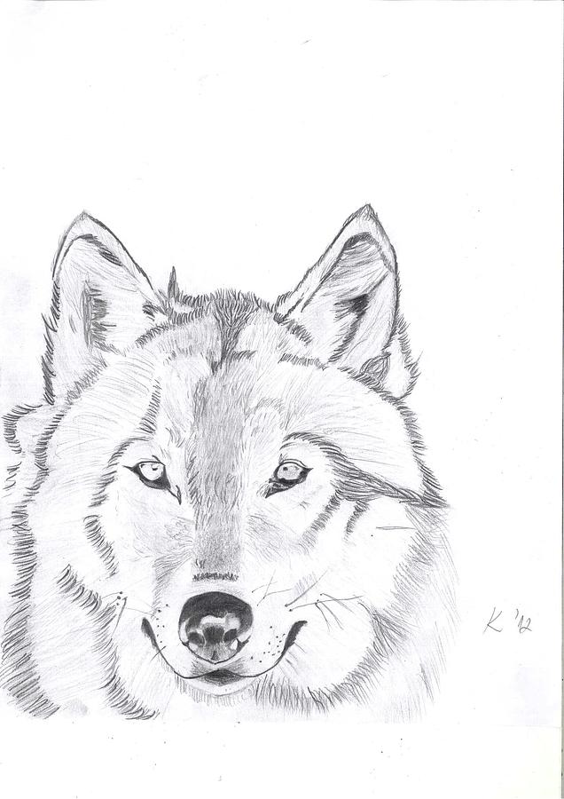 Wolf Drawing By Kristina Mladenova 2115