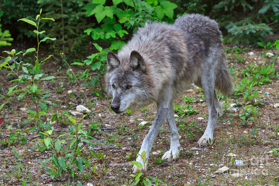 Wolf on the Prowl Photograph by Louise Heusinkveld