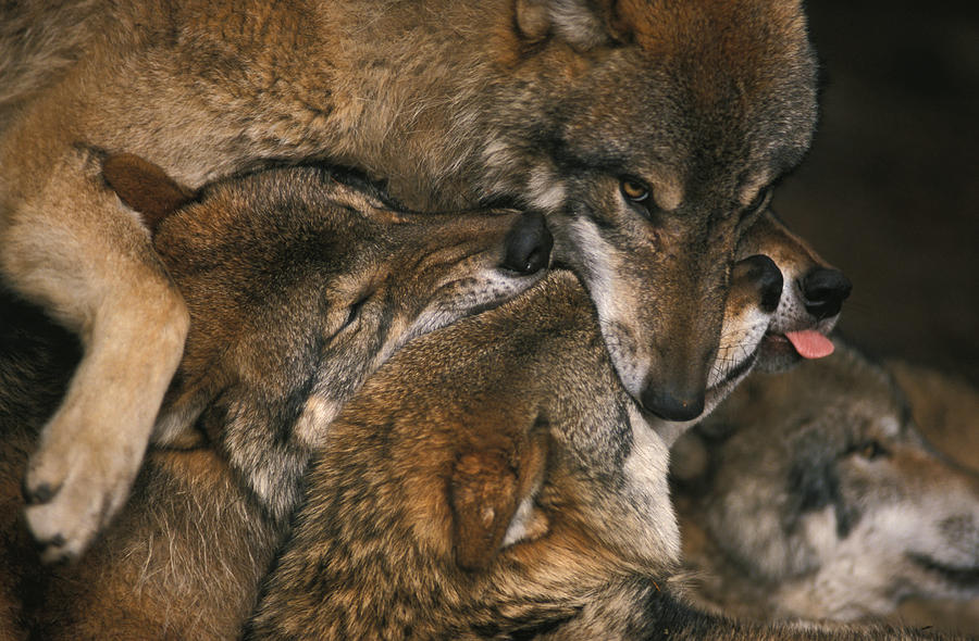 Wolf pack biting each others muzzles Photograph by Ulrich Kunst And Bettina Scheidulin