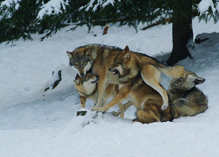 Wolf pack jostling in the snow Photograph by Ulrich Kunst And Bettina Scheidulin