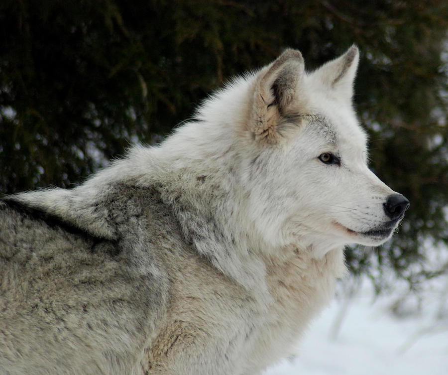 Wolf profile. is a photograph by Richard Bryce and Family which was uploade...